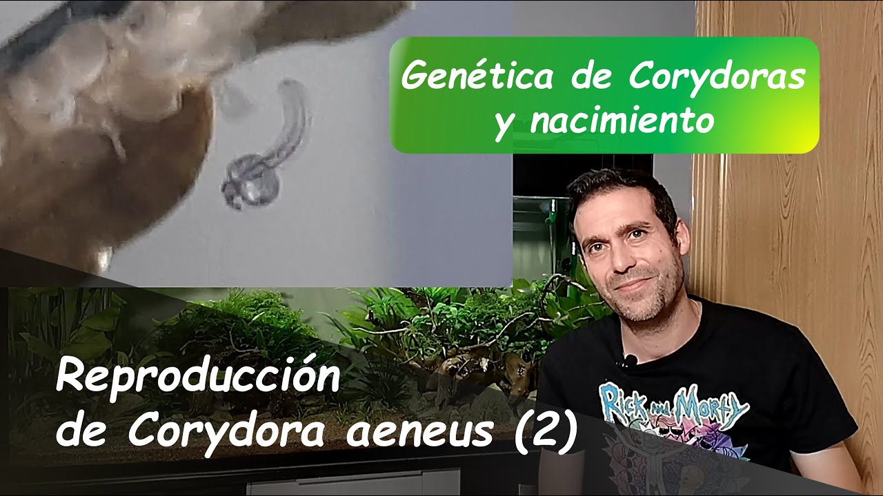 Corydora aeneus: Tiempo de eclosión y opinión sobre problemas de viabilidad & genética de la puesta