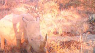 White Rhino on Action for the Wild's UmPhafa Private Nature Reserve