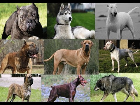 every type of dog in the world
