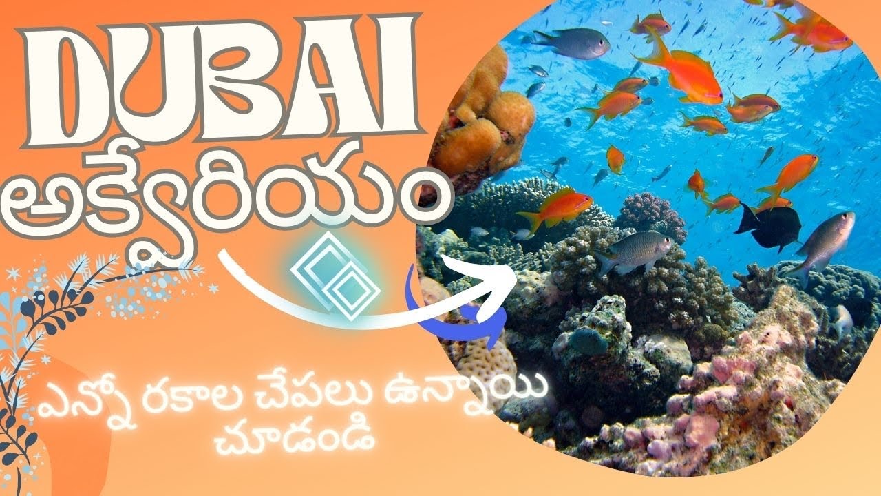 Dubai Aquarium | Aquarium | Dubai Mall Aquarium | Dubai Mall | Dubai ...