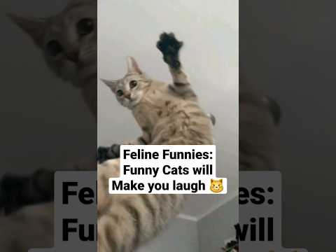 Cute And Funny Cats 😁 The Ultimate Compilation video #shorts #cats