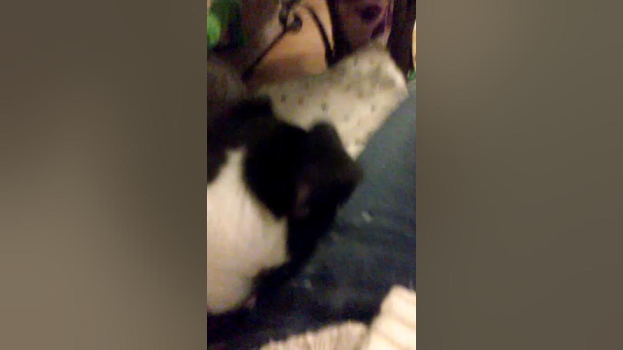 My dog biting my pants YouTube