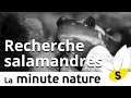Recherche salamandres no 88