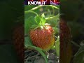 Is it true that Strawberries are the only Fruit with Seeds on the outside? 🍓