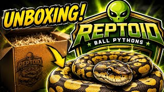 Ball python unboxing from @FnABalls and showing of some of my collection Wealth
