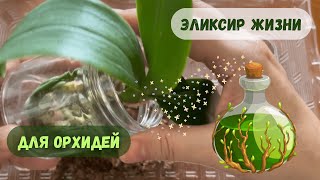 Как я восстанавливаю новые орхидеи после пересадки. Часть 2