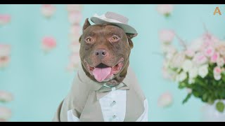 Animalia - Bella and Tyson tie the knot by Animalia 596 views 3 weeks ago 1 minute, 9 seconds