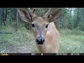 Trail Camera Vlog: August 2023