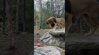Deuce and Zarina enjoying some pumpkin enrichment | Blank Park Zoo
A cat is a cat, no matter the size. Deuce and Zarina enjoying some pumpkin enrichment | Blank Park Zoo