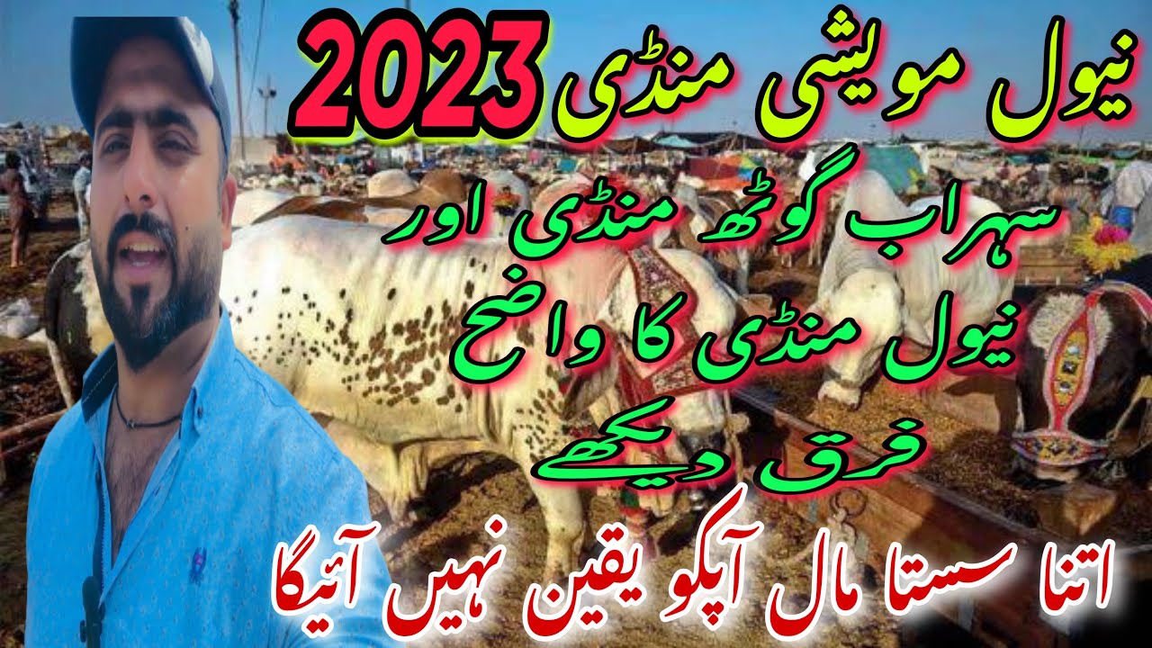 Naval mandi 2023|•| Yousuf Goth Mandi 2023 latest Rates Updates Season 2023 | 21-May-2023|Cow Mandi|