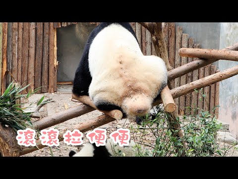 《熊貓早晚安》飯點慎入！滾滾拉便便 | iPanda熊貓頻道
