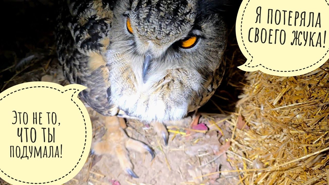 Сова Ёль начала раскопки ямок. Я начала раскопки запасиков сычика Пунька. Пёс Кубик бороздит сугробь