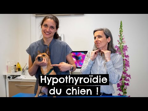 Vidéo: Hypothyroïdie chez le chien et effets secondaires du traitement hormonal