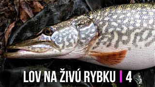 Lov Zubáča Candáta a Šťuky Štiky na Živú Rybku 4 🐬 Sezóna 2020 | Rybárske Videá s Demexom