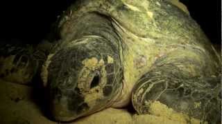 Download Lagu Sarawak Turtle Volunteer Programme, Malaysia MP3 Download Lagu Sarawak Turtle Volunteer Programme, Malaysia MP3