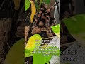 Mexican Red Knee Tarantula