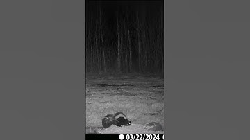 Skunk hears rabbit and turns around