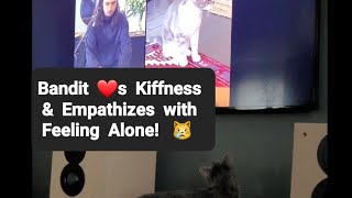 Cat Reaction: Bandit Empathizes with Feeling Alone 😻 by Frolicking Felines 30 views 6 months ago 46 seconds