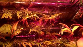 FLOWER CYCLE UPDATE JUST BEFORE I CUT