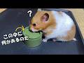 ハムスターは隠したエサを見つけることができる??