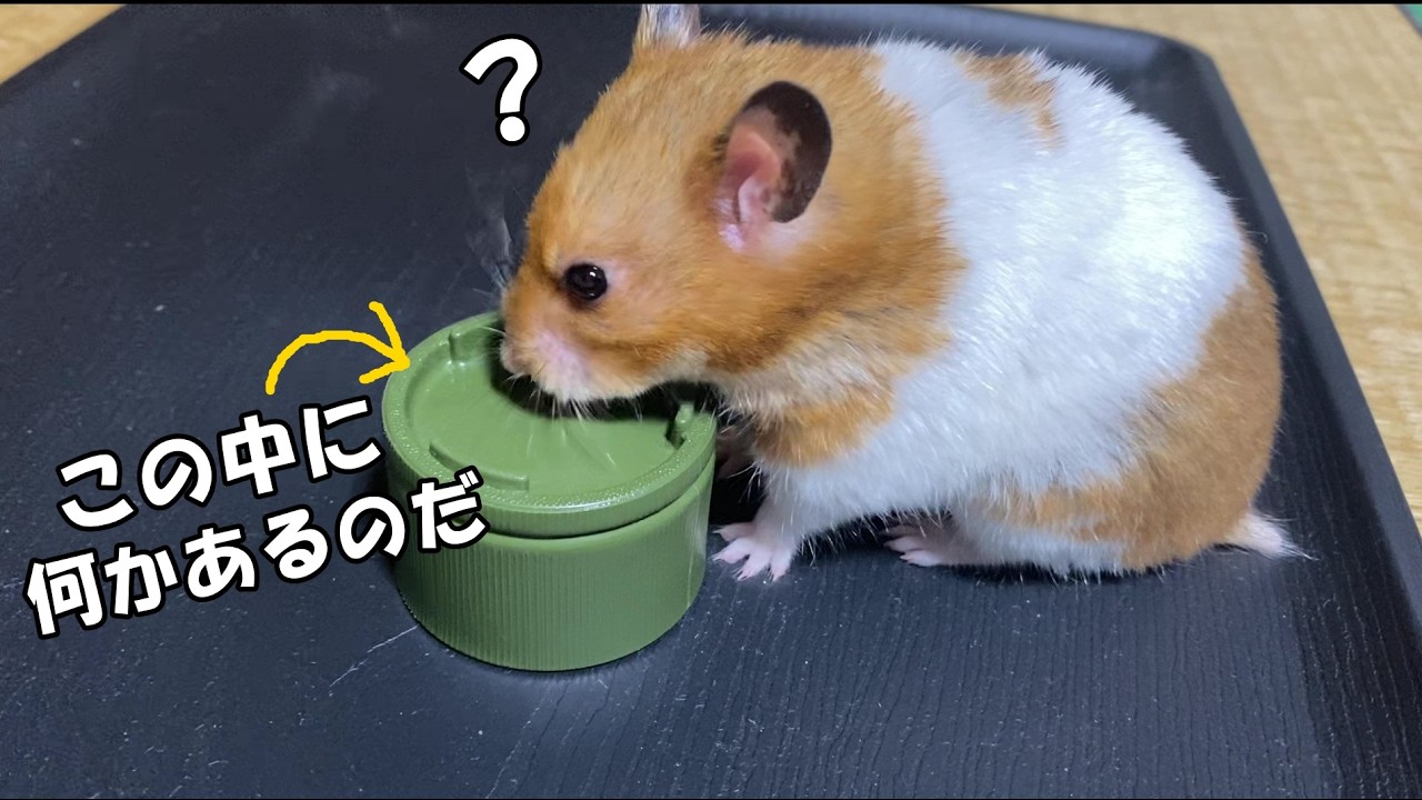 ハムスターは隠したエサを見つけることができる??