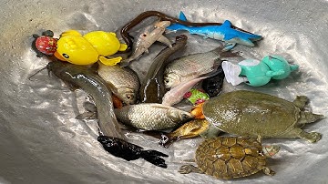 Kem Chanel và mèo hồng đi bắt cá được cá bêta, cá chép, cá diếc, con cua, câ vàng và thả vào bể bơi.