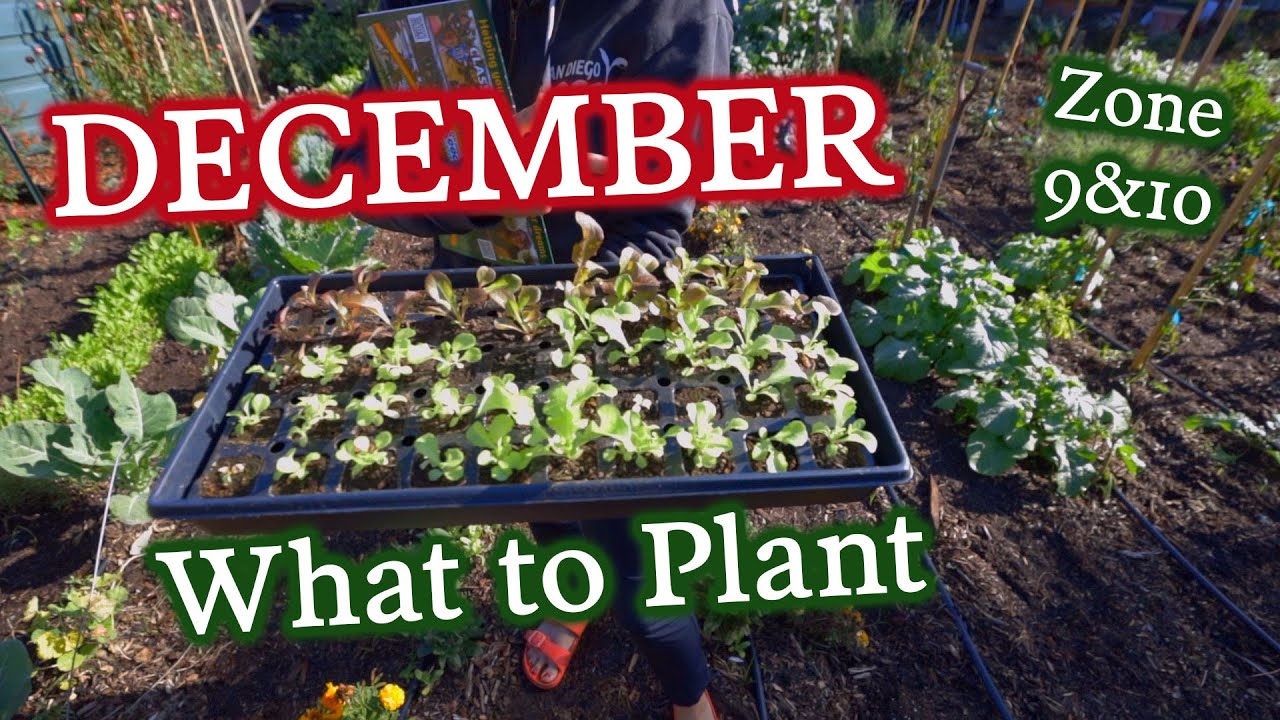 What to Plant in December for Zones & 10 & Cool Season Tips YouTube