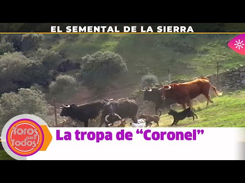 Toros para todos |El curioso sistema del mayoral Juan Pablo Molina, para apartar a un semental