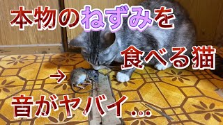 【ASMR】本物のネズミを食べる猫🐀🐈ねずみの骨を噛み砕く音がやばすぎる…