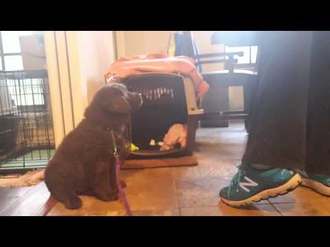 Crate Training an