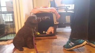 Crate Training an 8 Week Old Puppy for the First Time - Take the Lead K9 Training