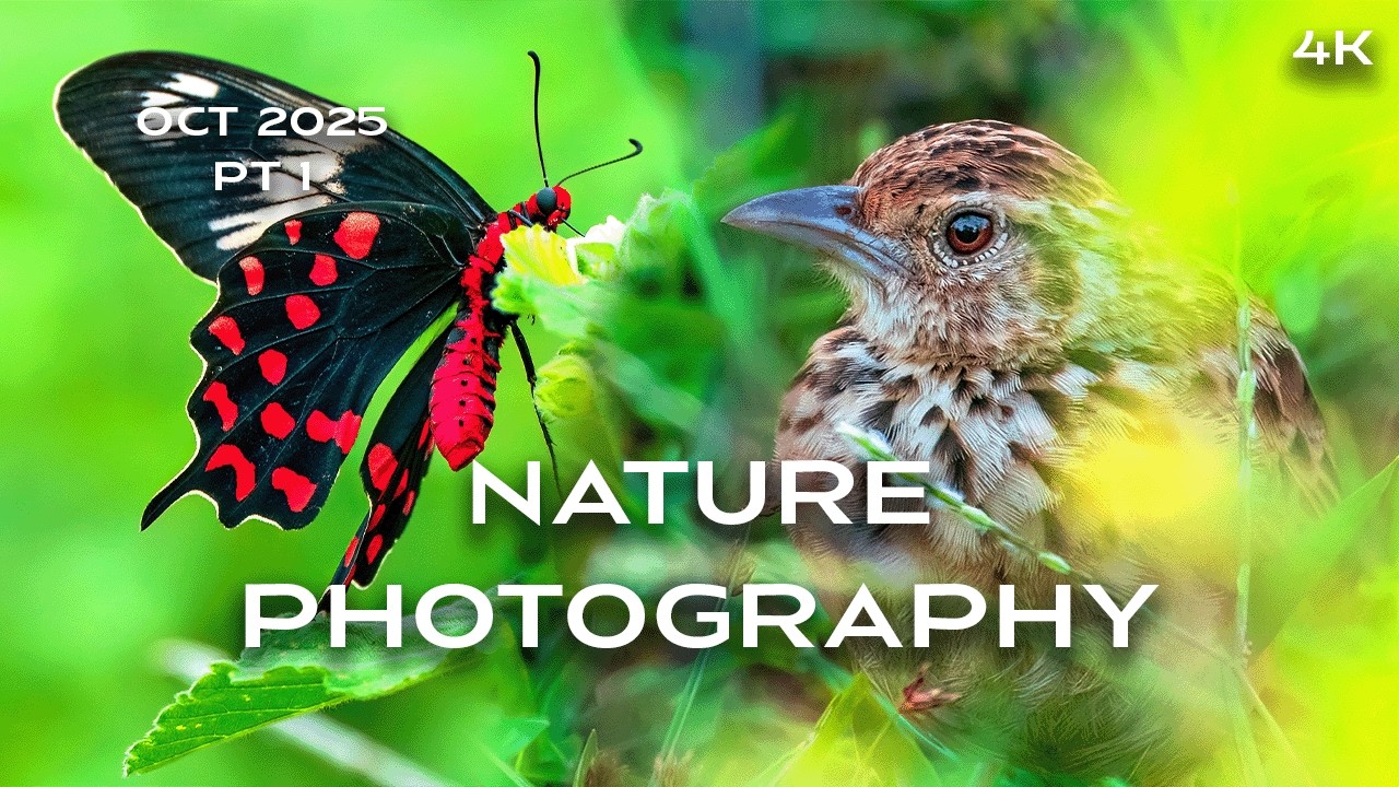Relaxing and Healing Nature Photography |Hidden Wildlife of Indian Grasslands 
