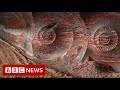 New video by BBC News on YouTube