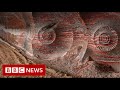 Artist captures how humans are reshaping the planet - BBC News