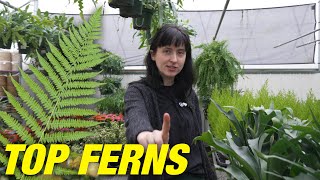 Fun With Ferns - Our Favorite Ferns And Care Tips