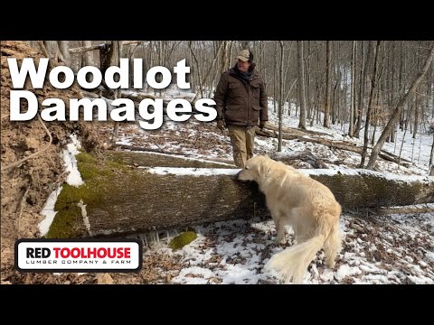 Ice Storm Damages Our Woodlot - How BAD Was It?