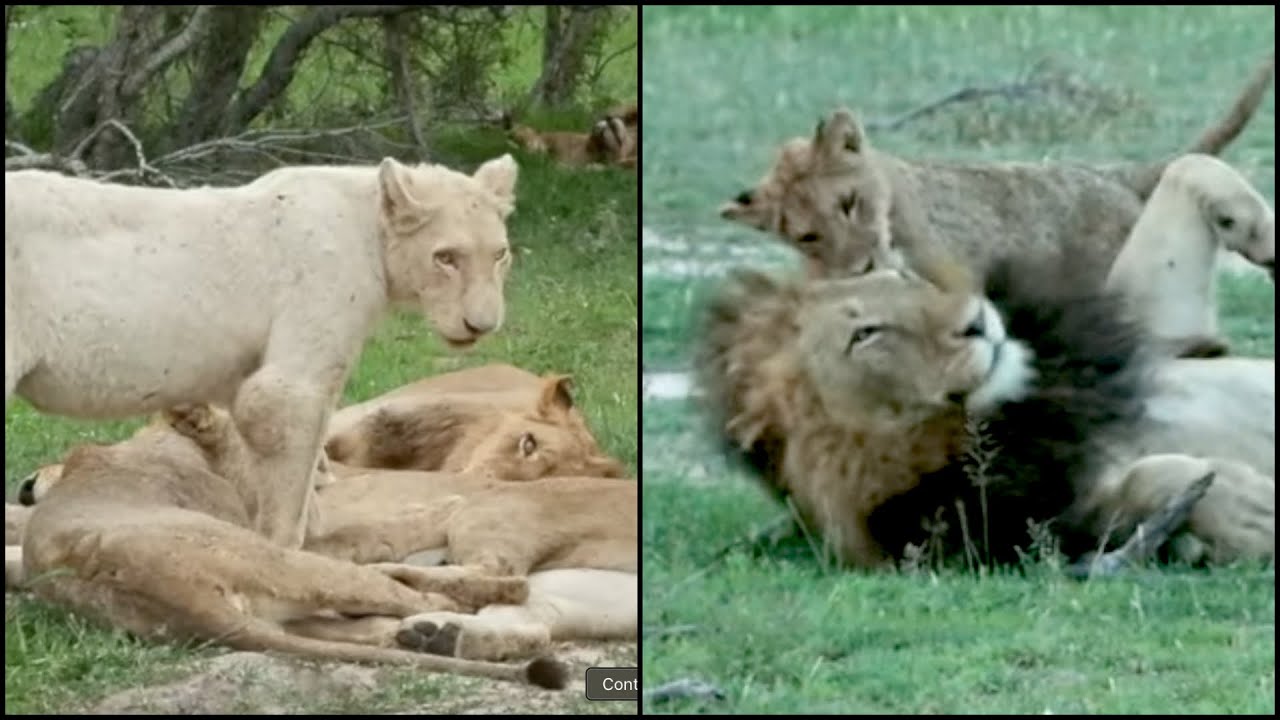 Black Dam Pride Lion Sighting | Cubs, Courtship & White Lion