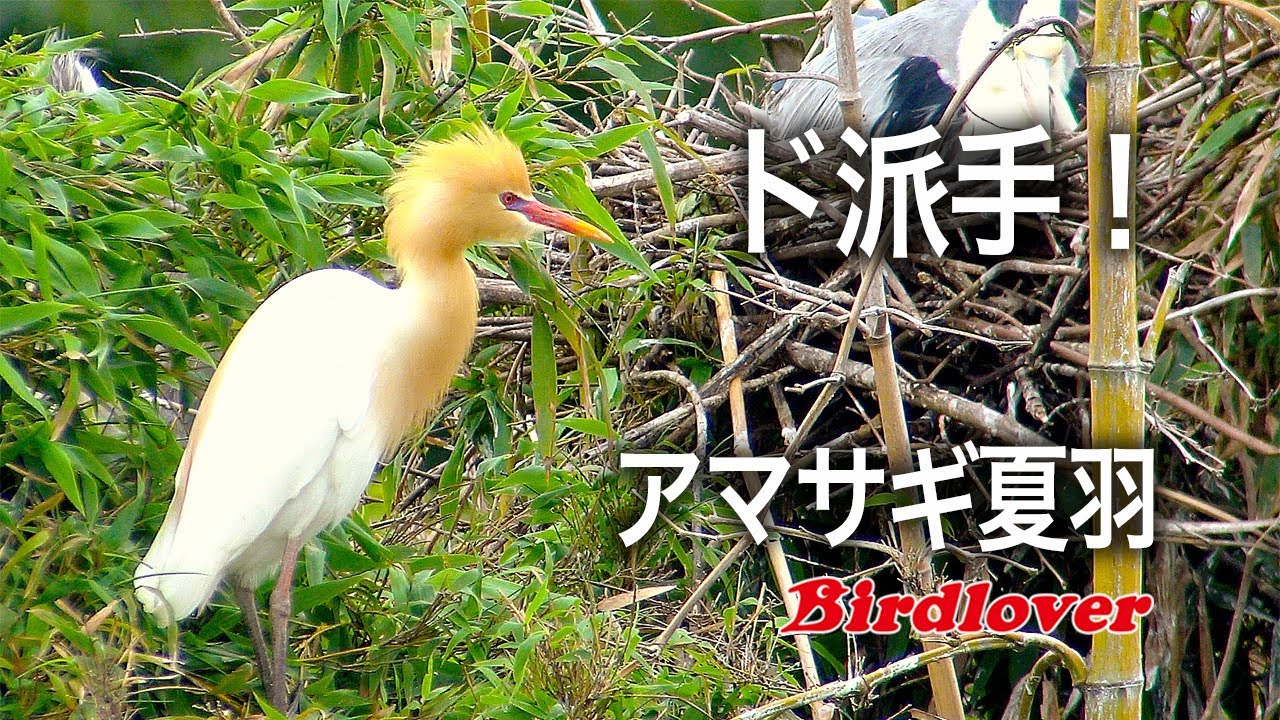 ド派手なアマサギの夏羽 ・野鳥観察 / Cattle egret - YouTube