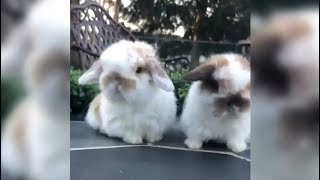 Bunny Brothers Pose