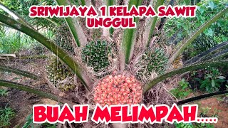 Kelapa Sawit Sj 1- Afiq Fauzan Channel