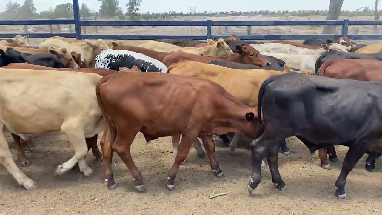 Hallinan Pastoral Farming cross bred steers, 295kg. 30/1/26