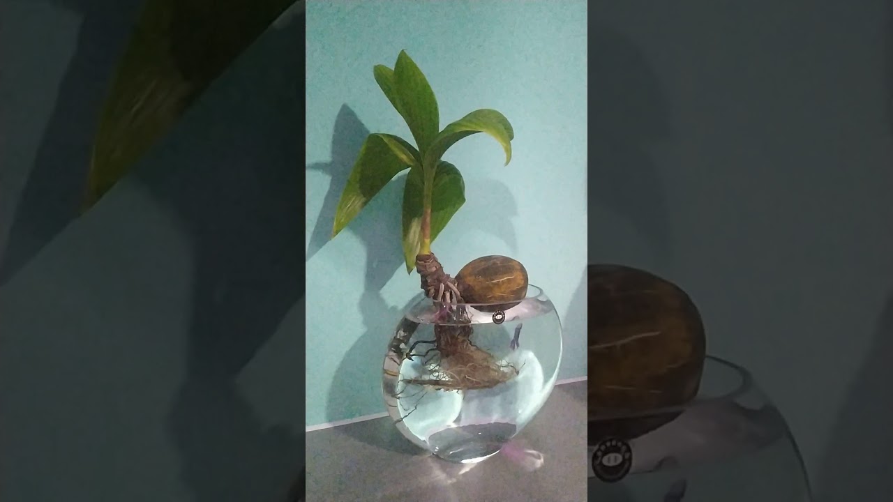 bonsay Kelapa di aquarium. YouTube