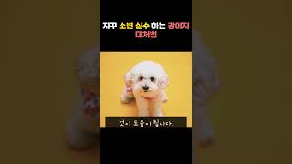 자꾸 소변 실수 하는 강아지 대처법 #강아지 #강아지배변훈련 #강아지배변 #강아지배변패드 #강아지소변실수 #강아지훈련 #강아지교육 #강아지키우기