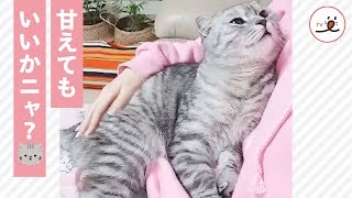 ママの膝の上で甘えるニャンコの一部始終😺💕【PECO TV】