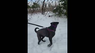Lulu Enjoys Playing In The Snow 12025