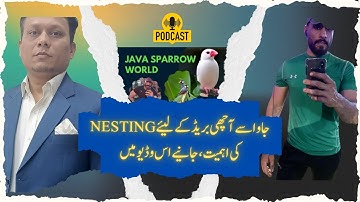 Java Sparrow Seed mix, Fawn Java , Java Sparrow , Java Finch , Lovebird , White Java , Silver Java