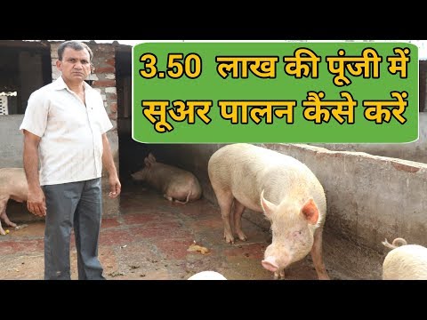 भारत में छोटे बजट के साथ एक सुअर फार्म कैसे शुरू करें | How to start a pig farm with small budget