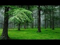 Pluie fort chant des oiseaux oiseaux chanteurs un jour de pluie fort remplie des sons de nature