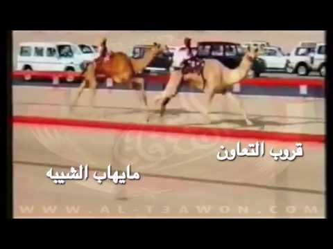 مايهاب الشيبة 