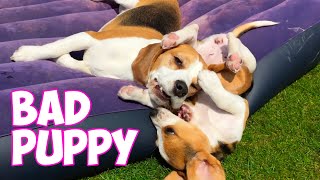 BEAGLE Puppy Marie vs Big Brother Louie : CUTE!!!! by Beagle Universe 2,106 views 8 months ago 4 minutes, 52 seconds